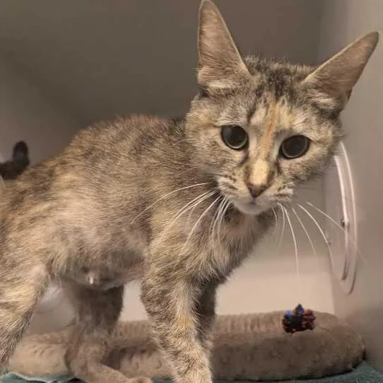 An adult medium-sized female Brown / Chocolate Domestic Short Hair cat named Baguette for adoption in Dayton, OH