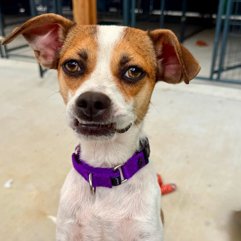 An adult small-sized female White / Cream Mixed Breed dog named Syla for adoption in Oxford, ME