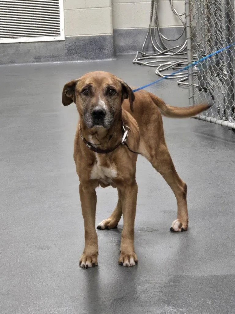 An adult large-sized male Hound dog named Da  Hank for adoption in Glen Allen, VA