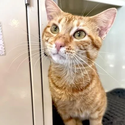 A young medium-sized male Orange & White Domestic Short Hair cat named Carlos for adoption in Fernandina Beach, FL