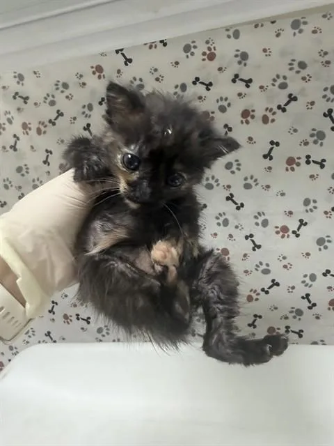A baby small-sized female Domestic Short Hair cat named Clawdia for adoption in Riverside, CA