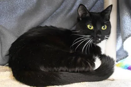 An adult small-sized female Domestic Short Hair cat named Midnight for adoption in Scotia, NY
