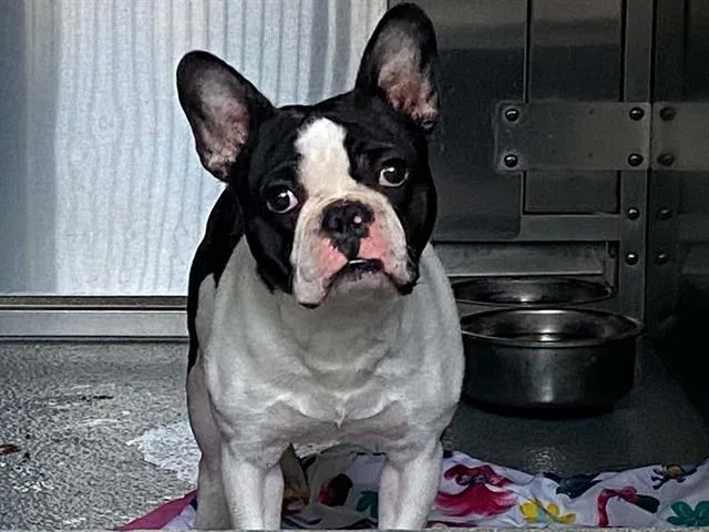 A young medium-sized male French Bulldog dog named Lenny for adoption in Tustin, CA