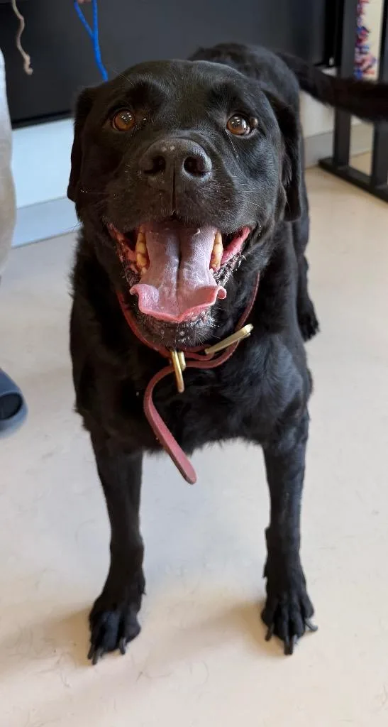 An adult medium-sized male Labrador Retriever dog named Goofy for adoption in Belton, TX