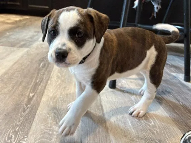 A baby medium-sized female Pit Bull Terrier dog named Mythical for adoption in Newport, KY