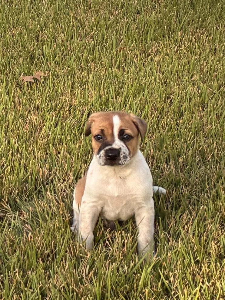 A baby medium-sized male Brown / Chocolate Beagle dog named Turtle for adoption in Cordova, TN