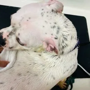 Freckles thumbnail 6