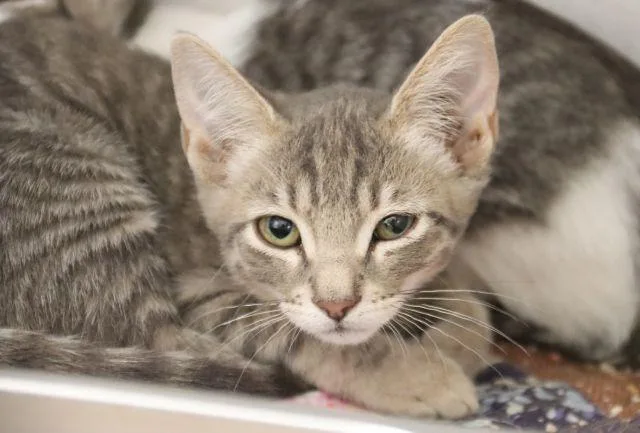 A baby small-sized male Domestic Short Hair cat named Bobby for adoption in Tucson, AZ