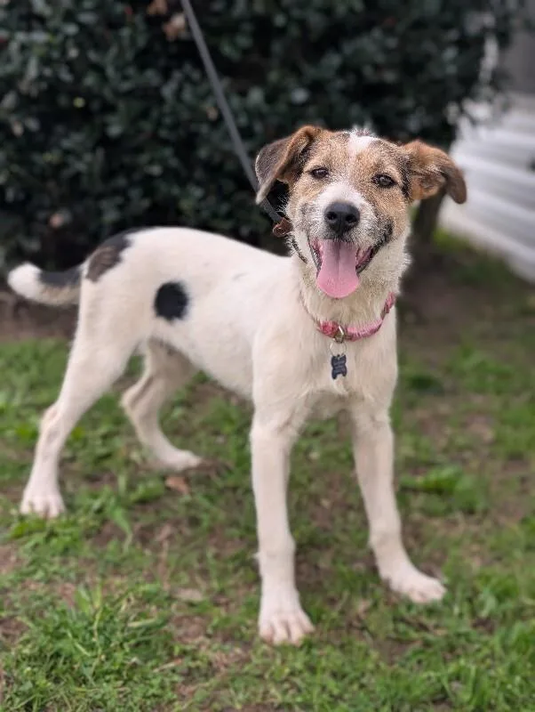 Confetti thumbnail 4