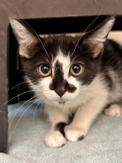 A baby medium-sized male Black Domestic Short Hair cat named Toaster Strudel for adoption in Wichita, KS