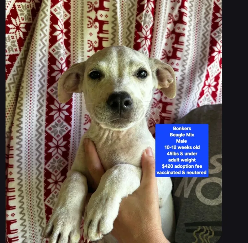 A baby medium-sized male Beagle dog named Bonkers for adoption in Oviedo, FL