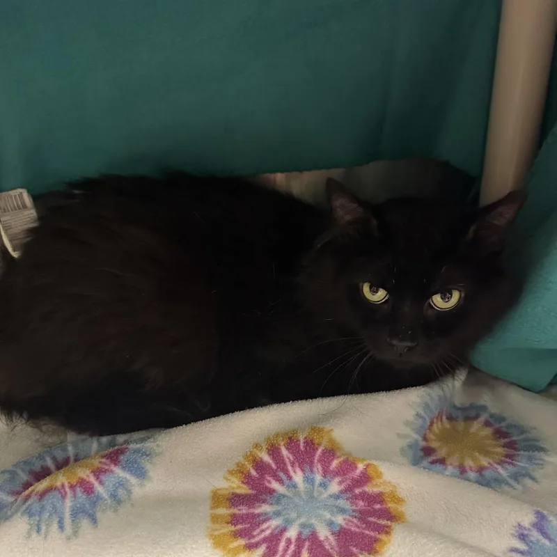 An adult large-sized male Black Domestic Long Hair cat named Teddy for adoption in Mentor, OH