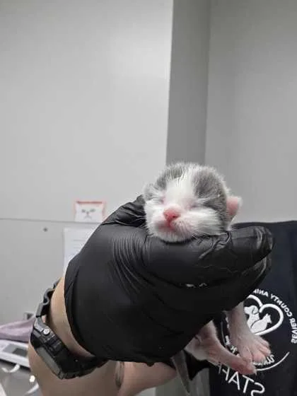 A baby small-sized female Domestic Short Hair cat named Winter for adoption in Sevierville, TN