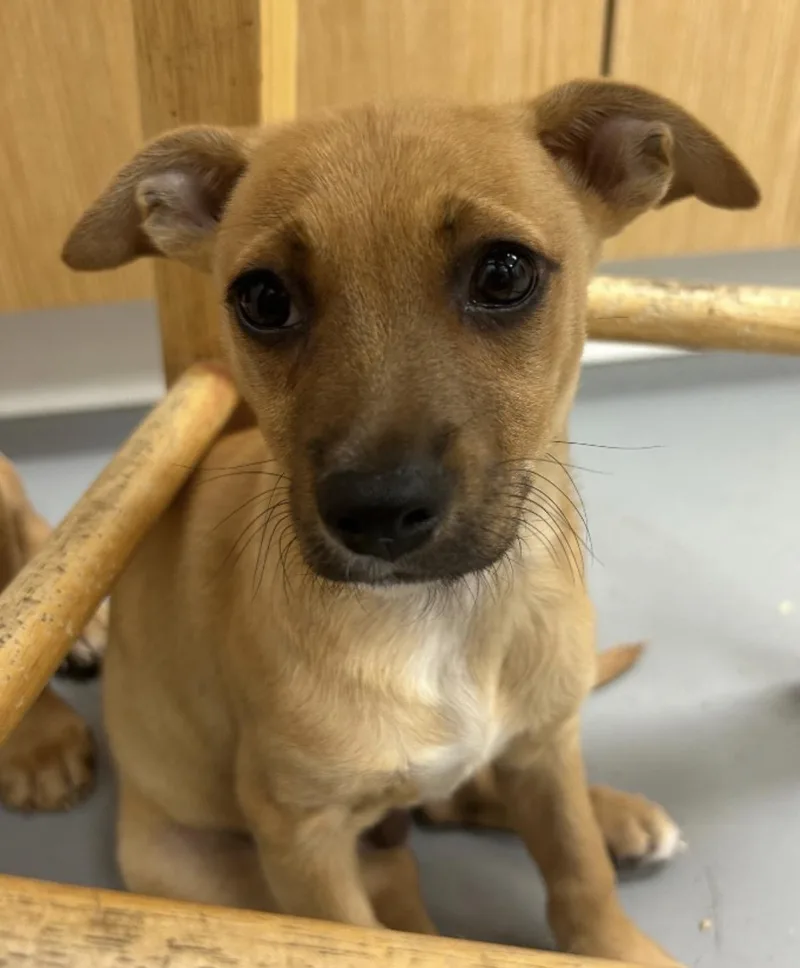 A baby small-sized male Apricot / Beige Chihuahua dog named Kelso for adoption in East Brunswick, NJ