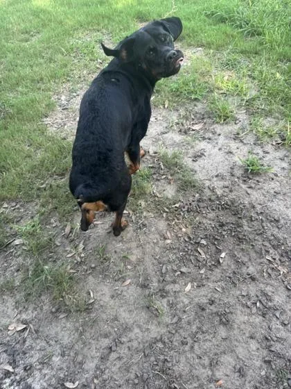 A young medium-sized female Rottweiler dog named Mercy for adoption in Conway, SC