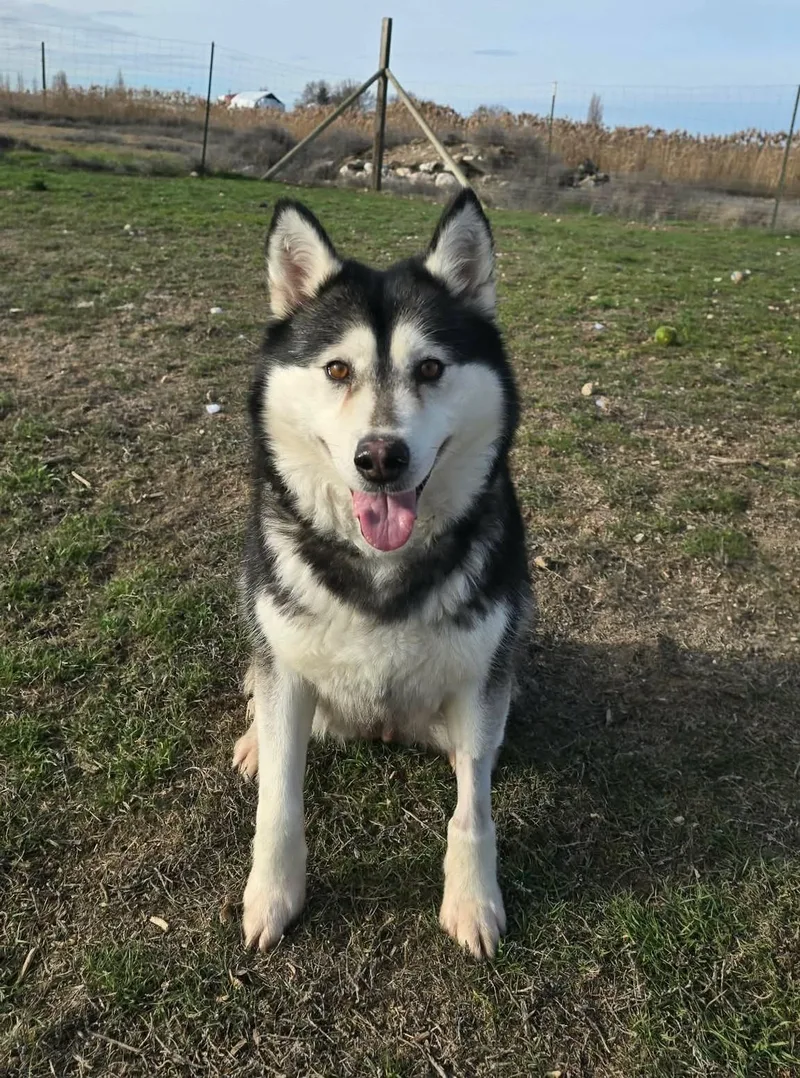 Gwyneira thumbnail 2