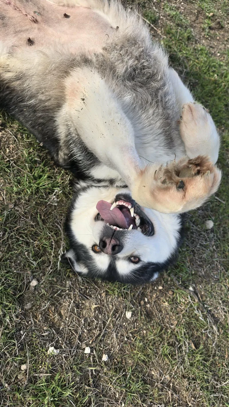 Gwyneira thumbnail 3