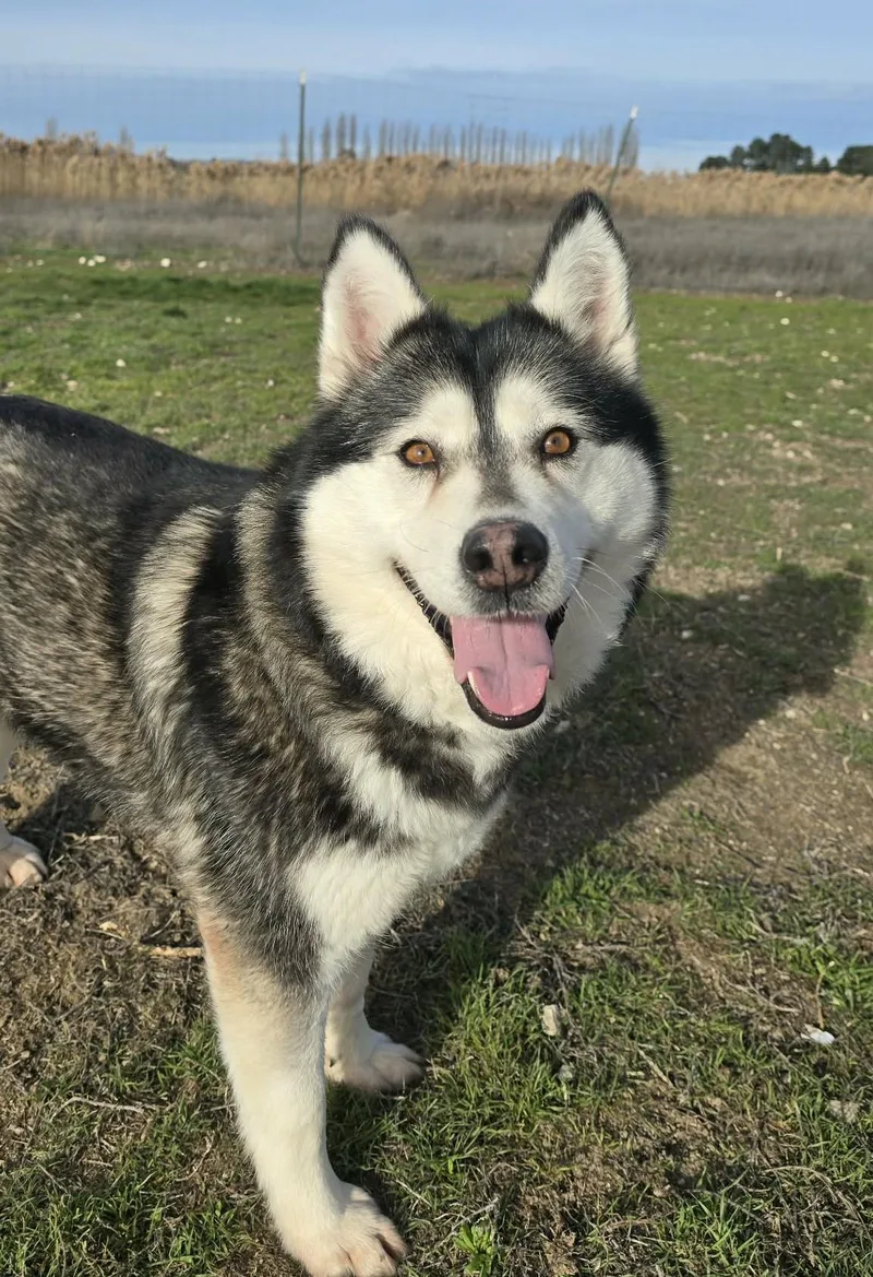 Gwyneira thumbnail 5