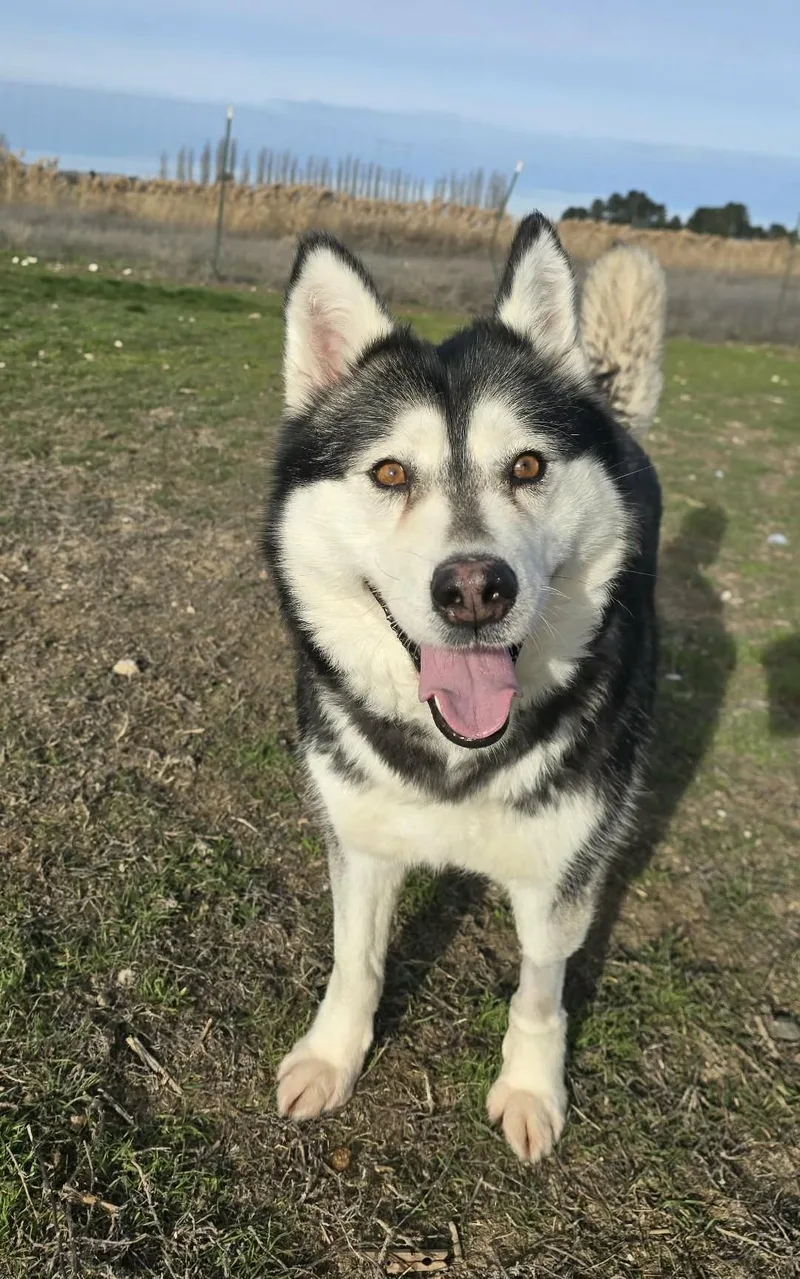 Gwyneira thumbnail 6