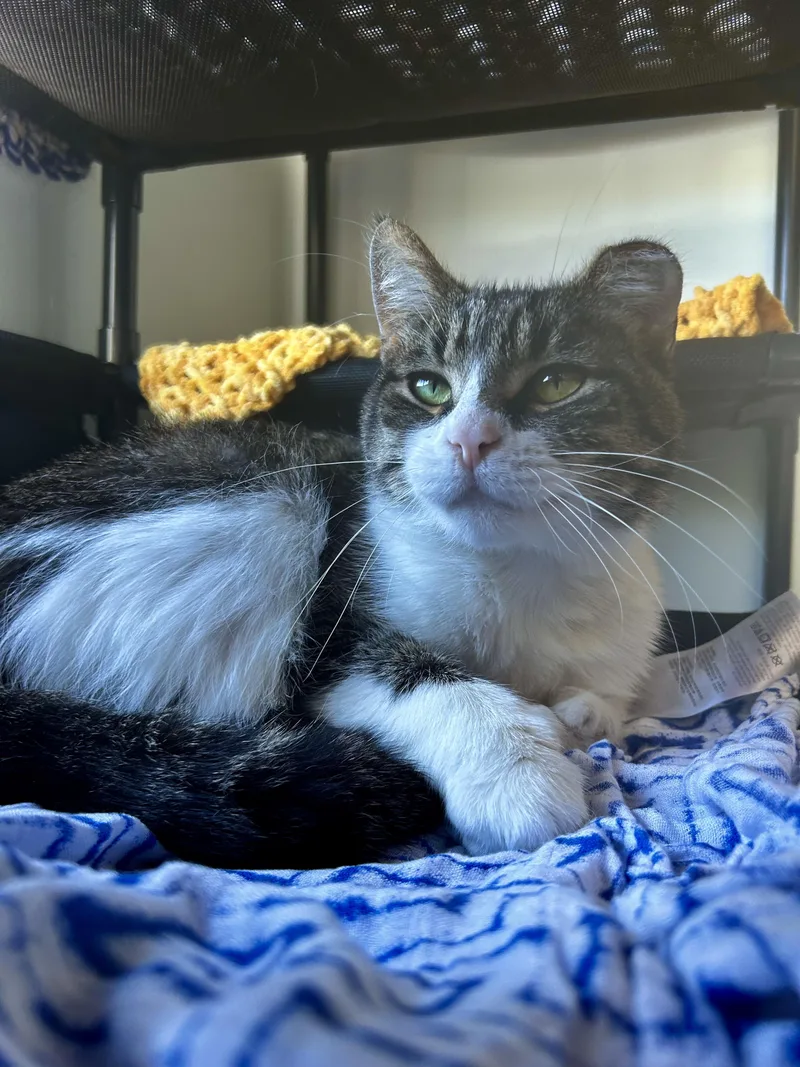 An adult medium-sized male Tabby (Brown / Chocolate) Tabby cat named Thumbs for adoption in Grand Rapids, MI