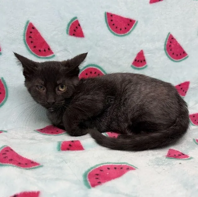 A baby medium-sized male Black Domestic Short Hair cat named Cardinal for adoption in Valdosta, GA