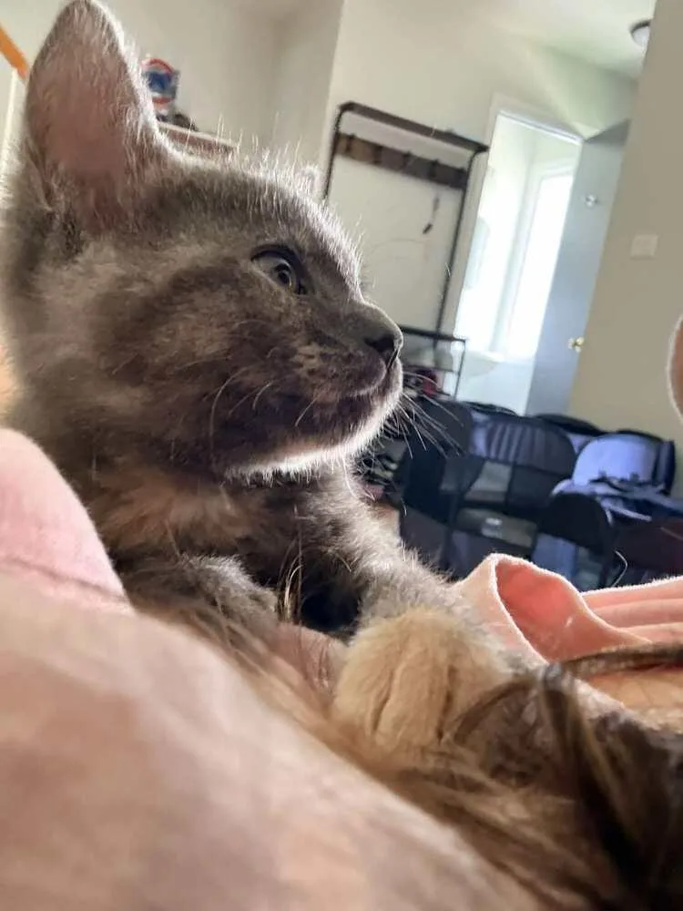 A baby small-sized female Domestic Short Hair cat named Clover for adoption in Chicago, IL