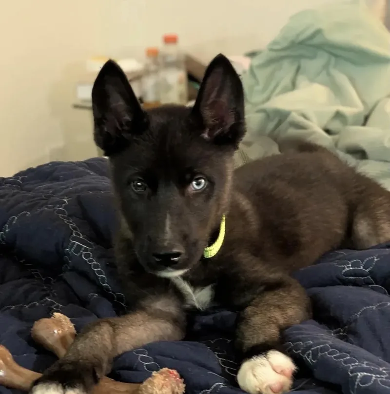 A baby medium-sized male Black Husky dog named Popeye for adoption in Richmond, VA