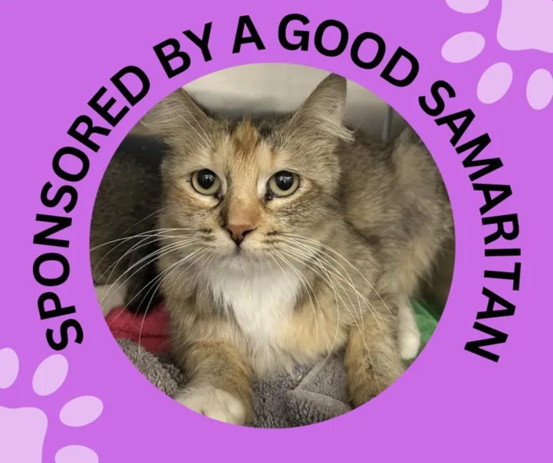 A young medium-sized female Domestic Short Hair cat named Victoria for adoption in Santa Cruz, CA