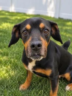 A senior medium-sized female Mixed Breed dog named Nova for adoption in Savannah, GA