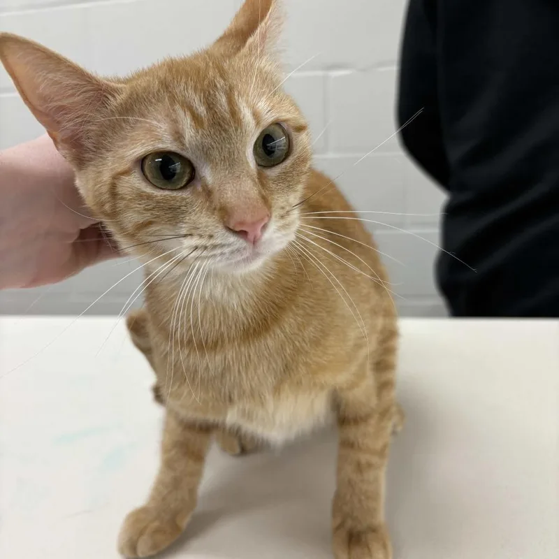 An adult medium-sized female Orange / Red Domestic Short Hair cat named Nyx for adoption in Beaumont, TX