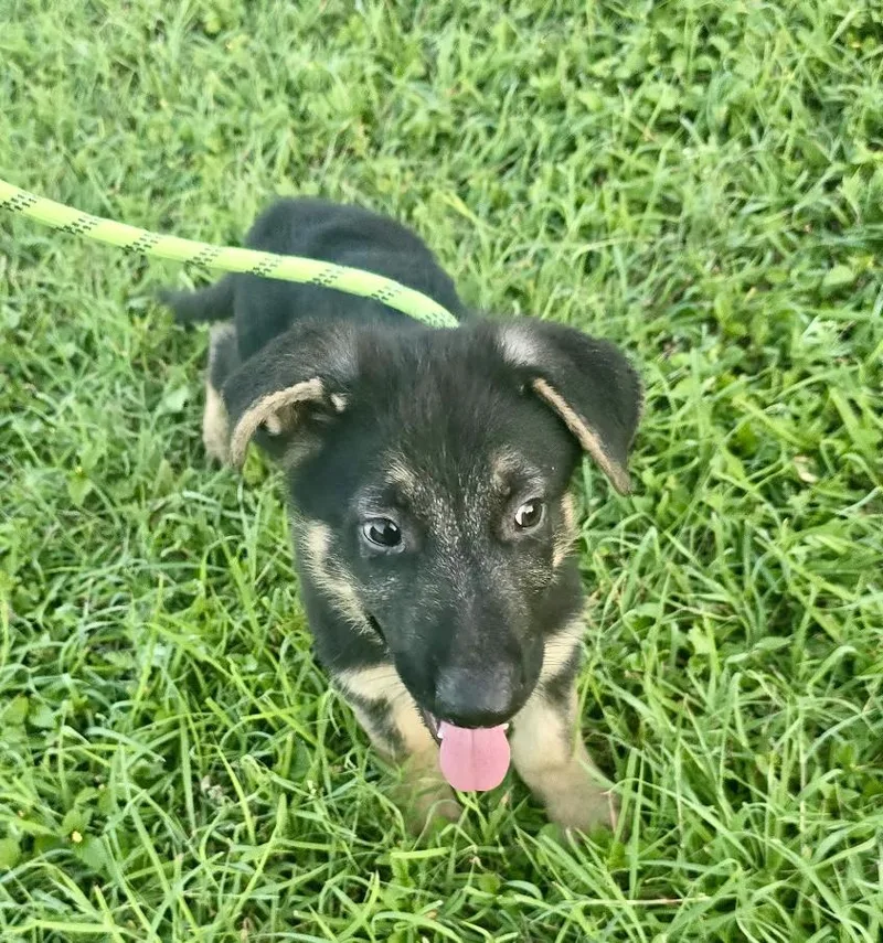 A baby large-sized male Tricolor (Brown, Black, & White) German Shepherd Dog dog named Baby Jack for adoption in Greeneville , TN