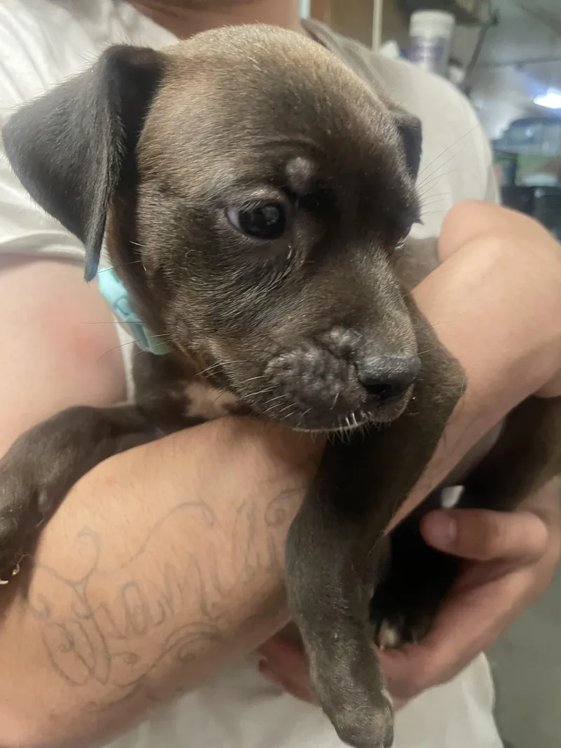 A baby medium-sized female Border Collie dog named P Turquoise for adoption in Billings, MT