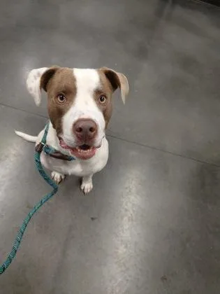 An adult medium-sized male Mixed Breed dog named Millers for adoption in Atlanta, GA