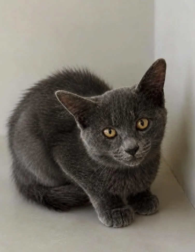 A baby small-sized female Domestic Short Hair cat named Thunder for adoption in Columbia, TN