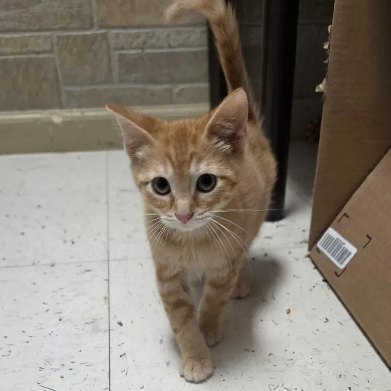 A baby small-sized male Domestic Short Hair cat named Bird for adoption in Davenport, IA