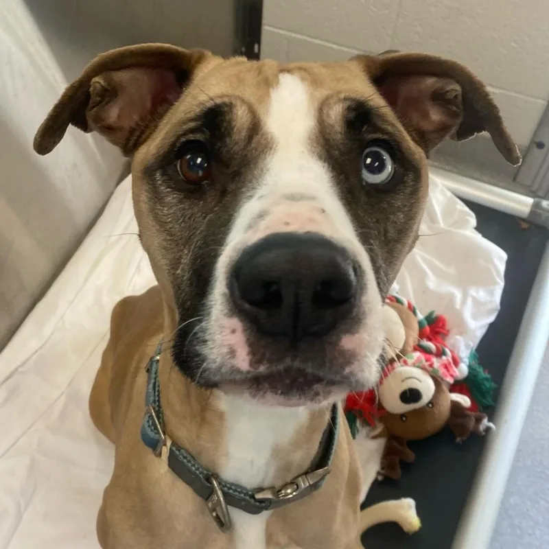 An adult medium-sized female Yellow / Tan / Blond / Fawn Pit Bull Terrier dog named Amelia Bedelia for adoption in Salt Lake City, UT