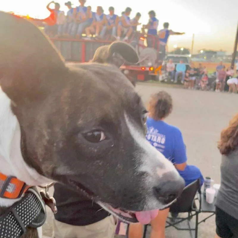 An adult medium-sized female Brindle Terrier dog named Florentina for adoption in Corpus Christi, TX