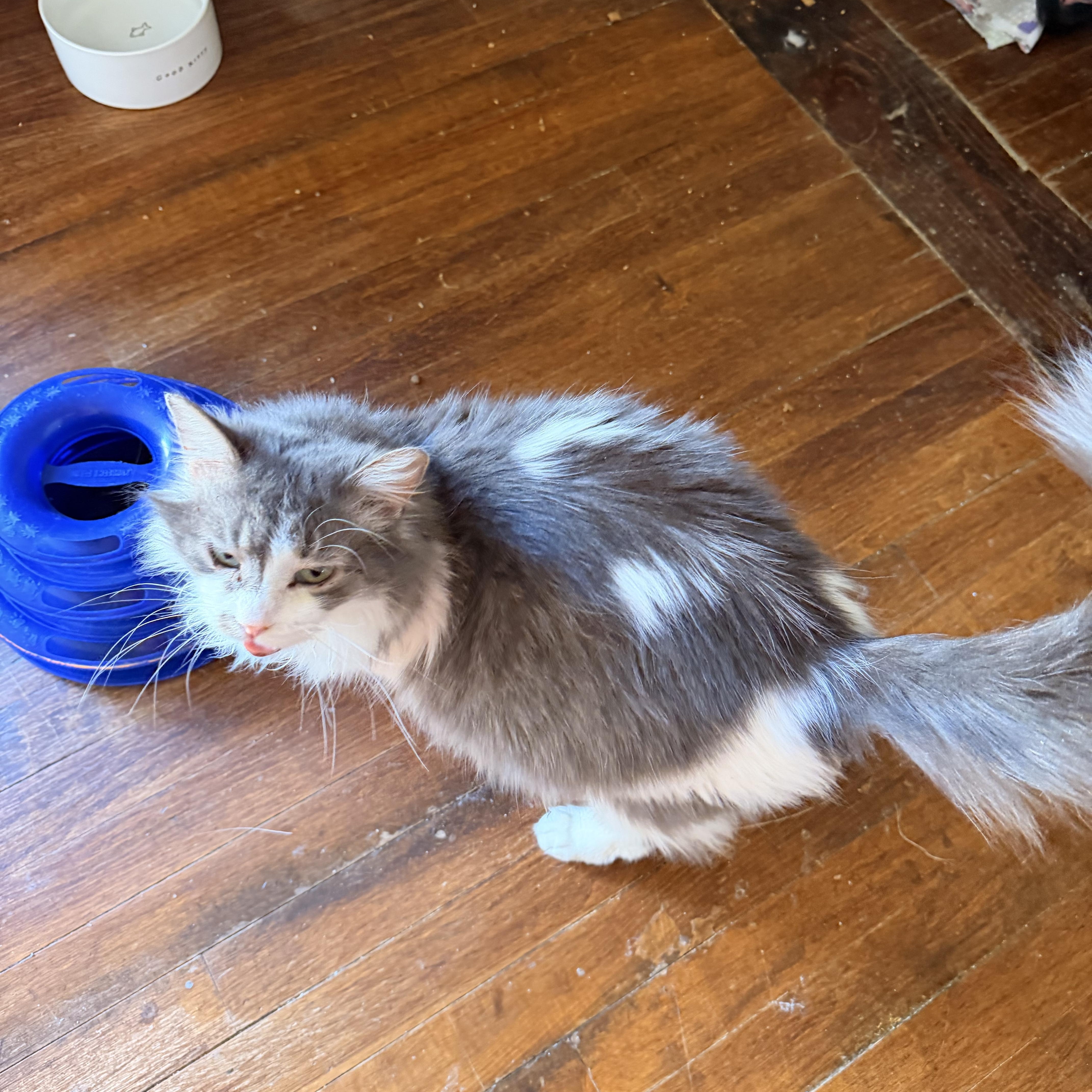 An adult medium-sized female Tabby (Gray / Blue / Silver) Domestic Long Hair cat named Jemma for adoption in Chicago, IL