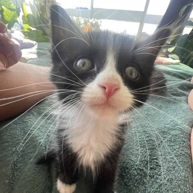 A baby small-sized male Black Domestic Medium Hair cat named Harlan for adoption in Tacoma, WA