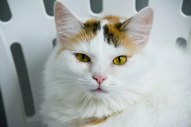 A young small-sized female Calico cat named Melody for adoption in New Bern, NC