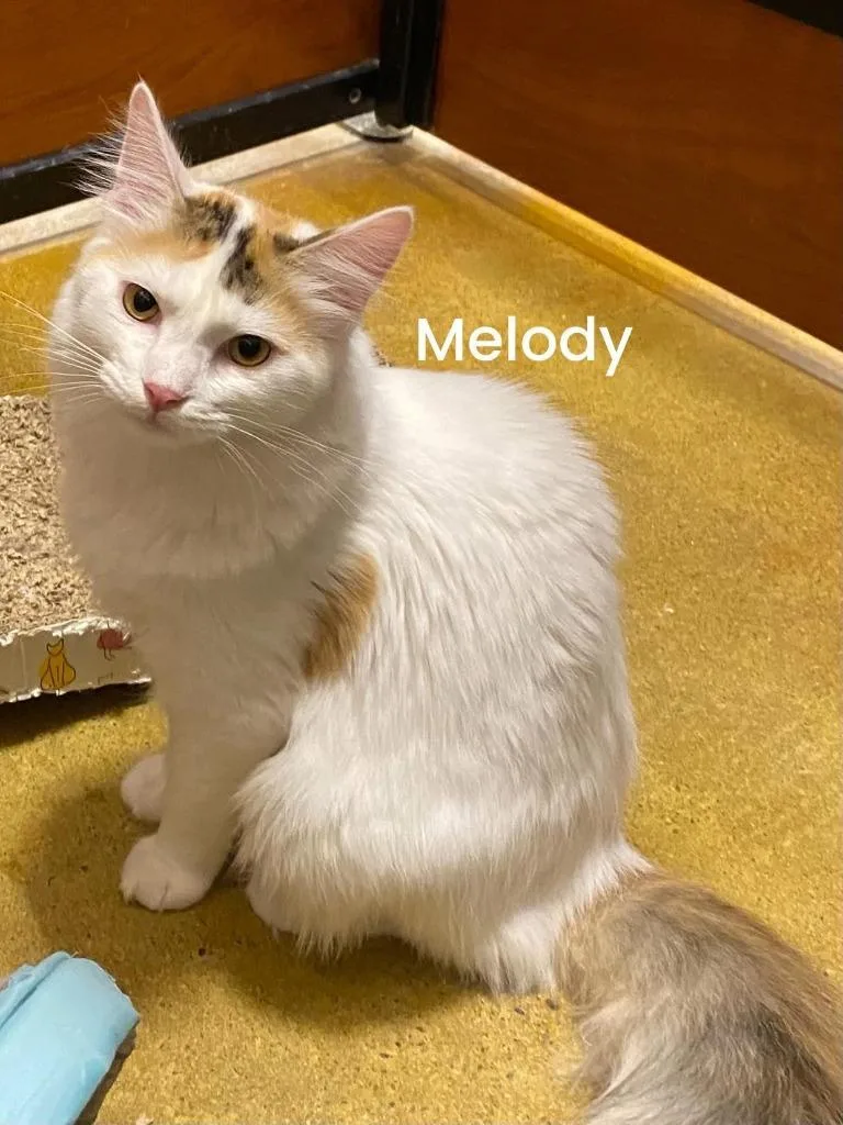 Melody thumbnail 4