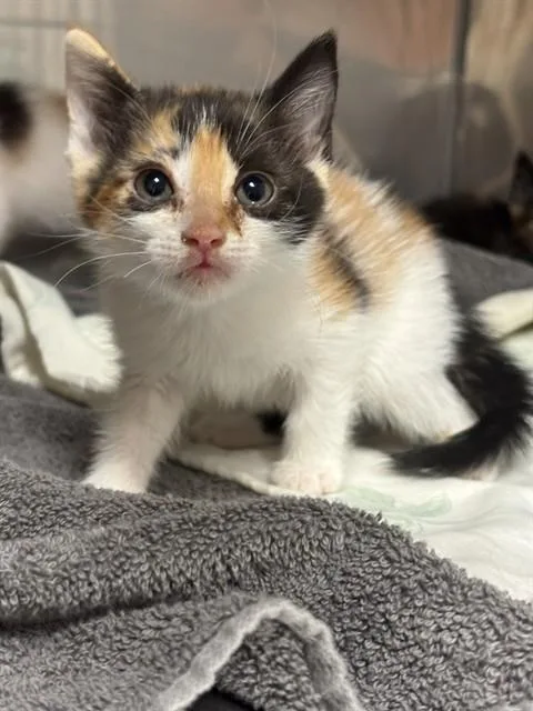 Mocha