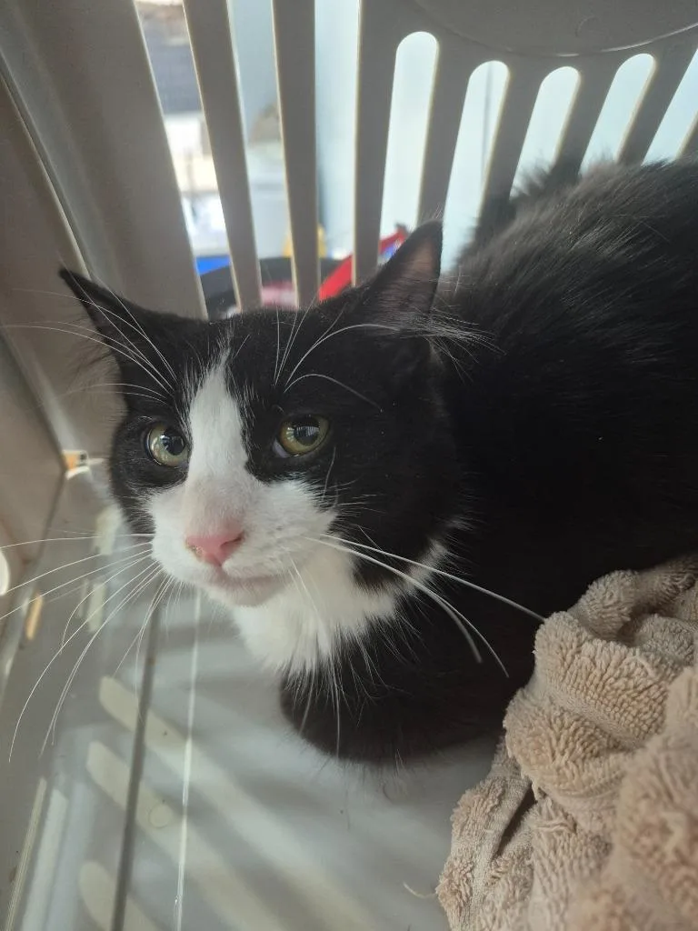 A baby medium-sized male Domestic Long Hair cat named Vesper for adoption in Cincinnati, OH