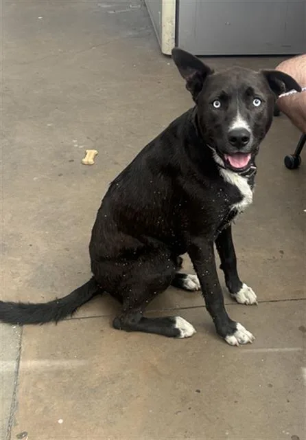 A young medium-sized male Mixed Breed dog named Rocky for adoption in Dallas, TX