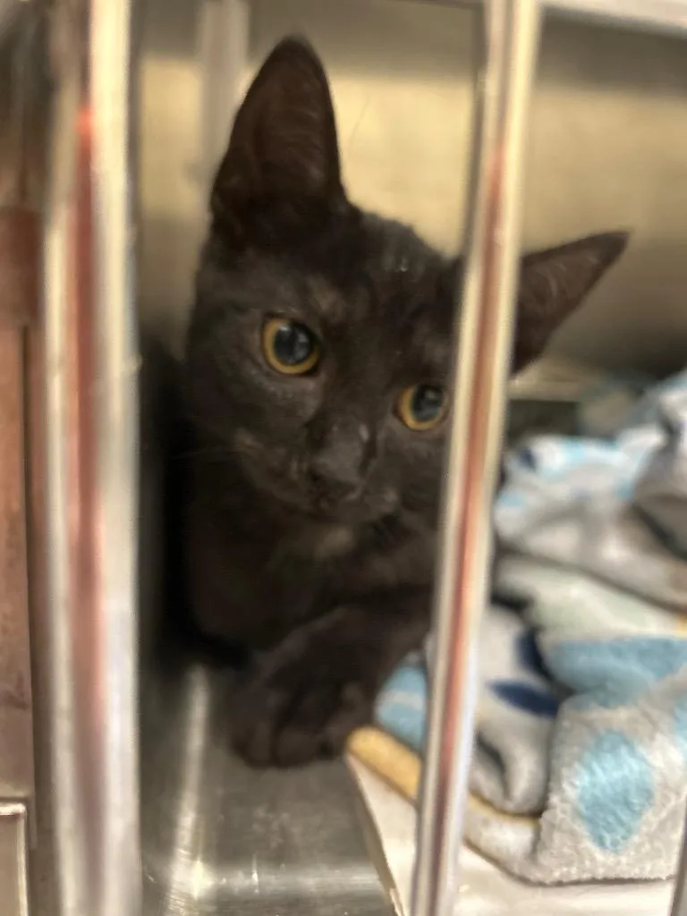 A baby medium-sized female Domestic Medium Hair cat named 2026-07-143 for adoption in Winder, GA
