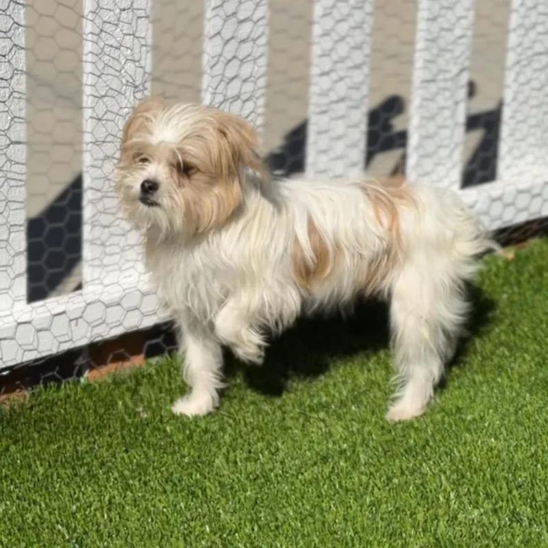 Meatball A thumbnail 4