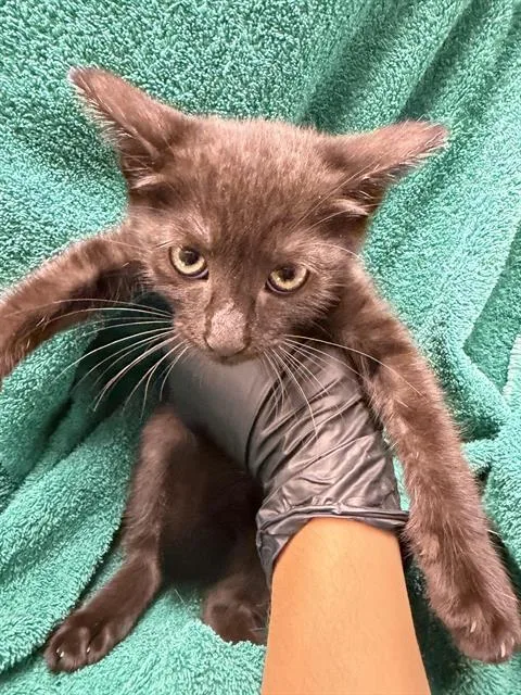 A baby small-sized female Domestic Short Hair cat named Maple for adoption in Ontario, CA