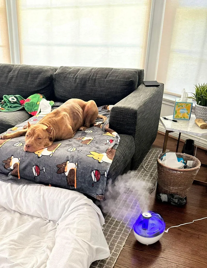 A young large-sized female Yellow / Tan / Blond / Fawn American Bully dog named Georgia for adoption in Los Angeles, CA