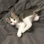 Kona