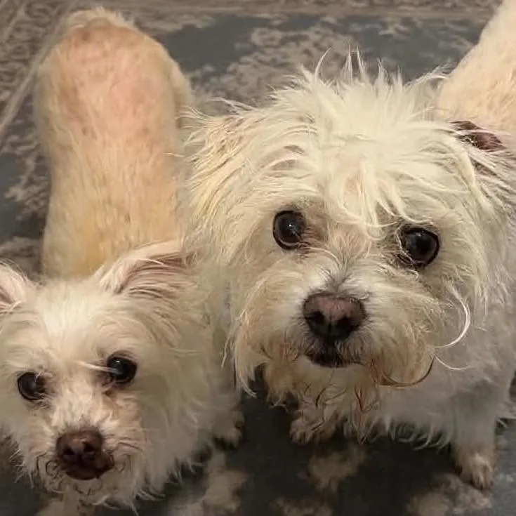 A senior small-sized male Maltese dog named Chaos for adoption in Falls Church, VA